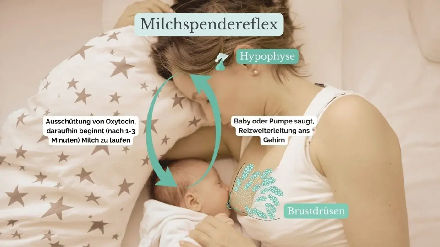 Milch abpumpen – alles, was Du wissen musst 4 Milchspendereflex