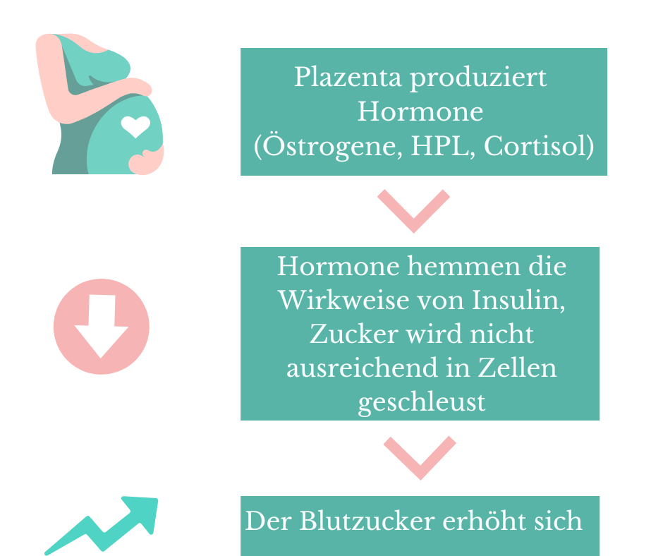 Schwangerschaftsdiabetes - das solltest Du über diese Stoffwechselerkrankung wissen 2 Ursache Schwangerschaftsdiabetes